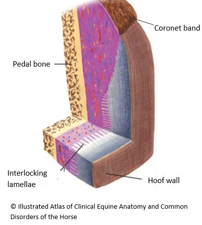 Cross section of hoof